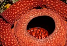 Detailed close-up of the Rafflesia arnoldii, a rare flower in West Sumatra, Indonesia.