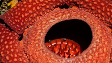 Detailed close-up of the Rafflesia arnoldii, a rare flower in West Sumatra, Indonesia.