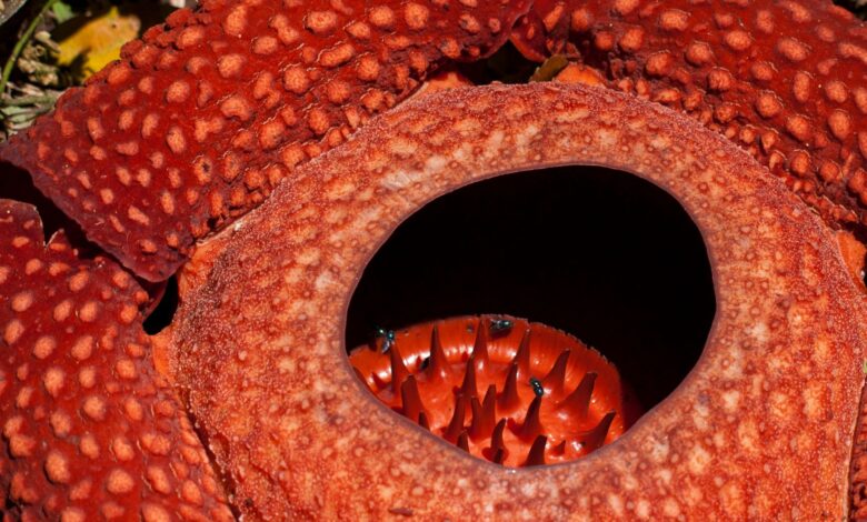 Detailed close-up of the Rafflesia arnoldii, a rare flower in West Sumatra, Indonesia.