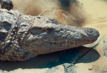 Detailed image of a crocodile's head lying on a concrete surface showcasing its textured skin.