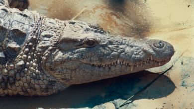 Detailed image of a crocodile's head lying on a concrete surface showcasing its textured skin.