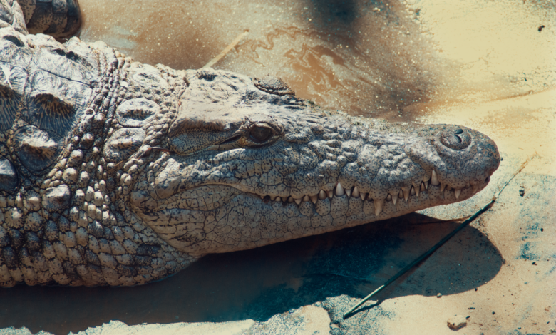 Detailed image of a crocodile's head lying on a concrete surface showcasing its textured skin.