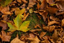 Vibrant autumn leaves scattered on the ground, showcasing the rich colors of fall.