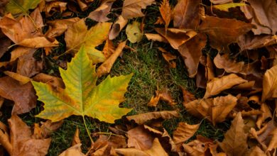 Vibrant autumn leaves scattered on the ground, showcasing the rich colors of fall.