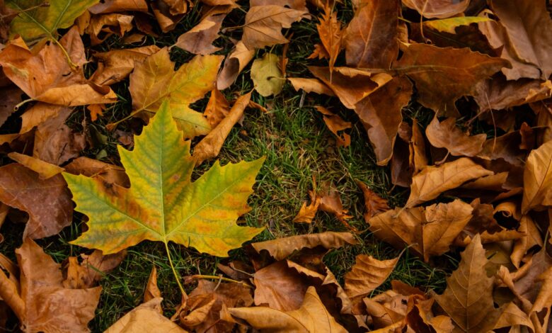 Vibrant autumn leaves scattered on the ground, showcasing the rich colors of fall.