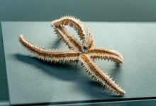 Close-up of a dried starfish with visible spines on exhibit in a museum setting.