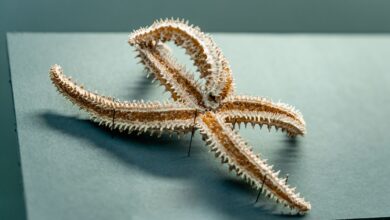 Close-up of a dried starfish with visible spines on exhibit in a museum setting.