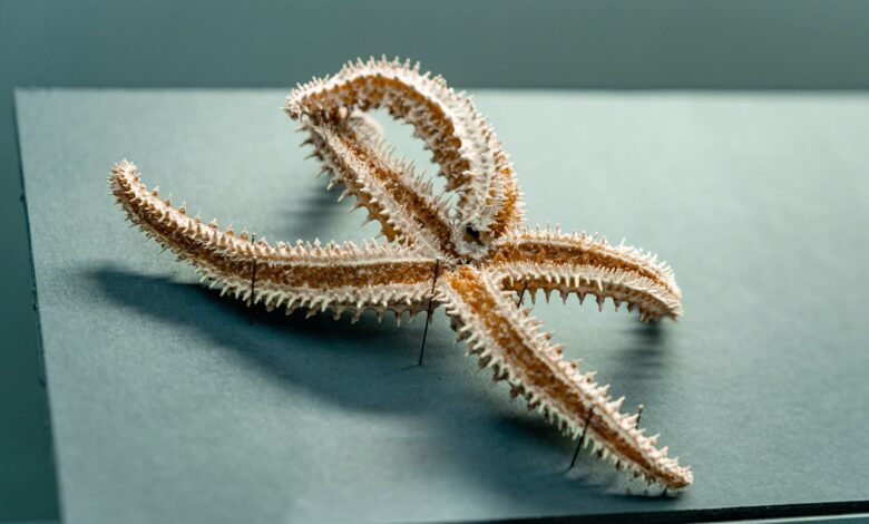 Close-up of a dried starfish with visible spines on exhibit in a museum setting.