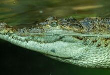 Close-up of a crocodile swimming underwater showcasing its textured skin.