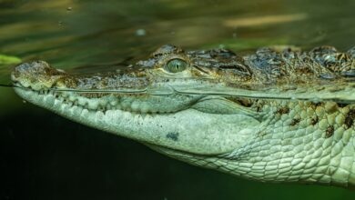 Close-up of a crocodile swimming underwater showcasing its textured skin.