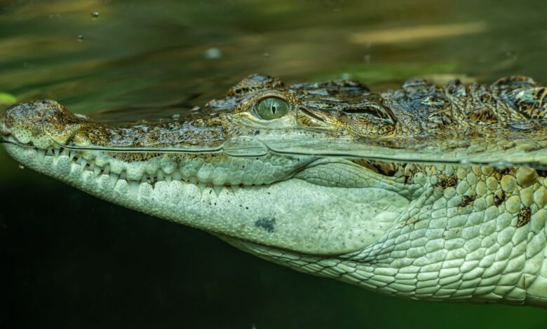 Close-up of a crocodile swimming underwater showcasing its textured skin.