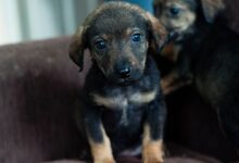 A sweet rescued puppy with soulful eyes sitting on a sofa indoors.