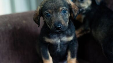 A sweet rescued puppy with soulful eyes sitting on a sofa indoors.