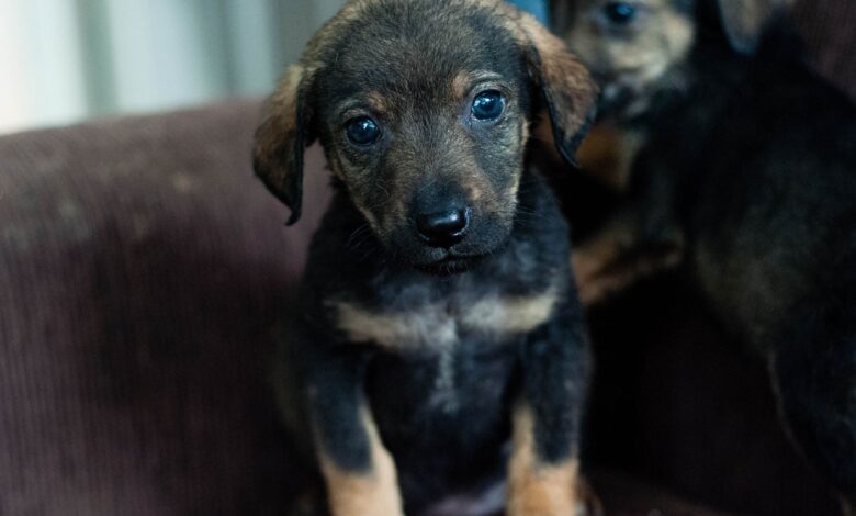 A sweet rescued puppy with soulful eyes sitting on a sofa indoors.