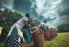 A group of people performing a traditional drumming ritual outdoors under a moody sky.