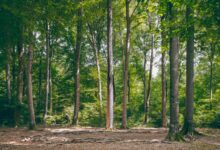 Serene forest view with tall green trees basking in summer sunlight, conveying tranquility and natural beauty.