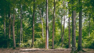 Serene forest view with tall green trees basking in summer sunlight, conveying tranquility and natural beauty.