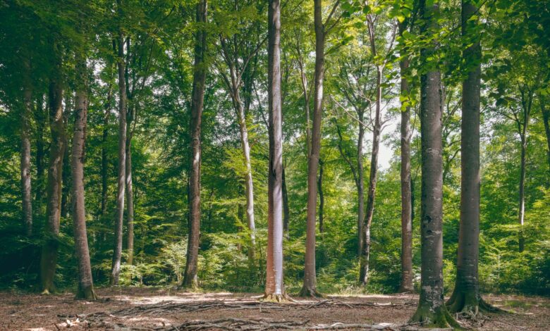 Serene forest view with tall green trees basking in summer sunlight, conveying tranquility and natural beauty.
