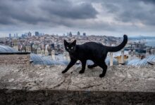 Black cat walking on a stone wall with Istanbul cityscape background.