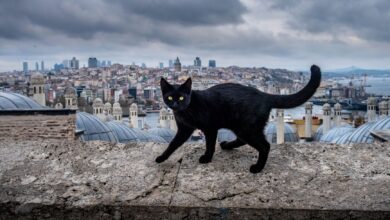Black cat walking on a stone wall with Istanbul cityscape background.
