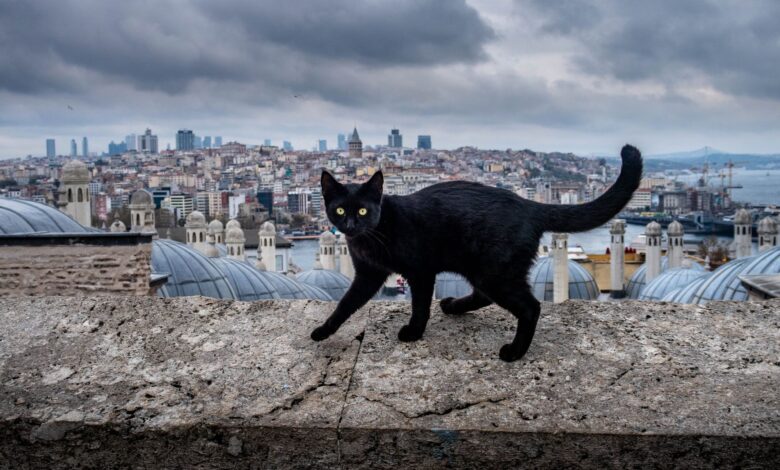 Black cat walking on a stone wall with Istanbul cityscape background.