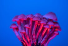 A vivid collection of mushrooms illuminated with neon lighting, showcasing their unique textures.