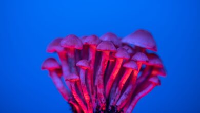 A vivid collection of mushrooms illuminated with neon lighting, showcasing their unique textures.