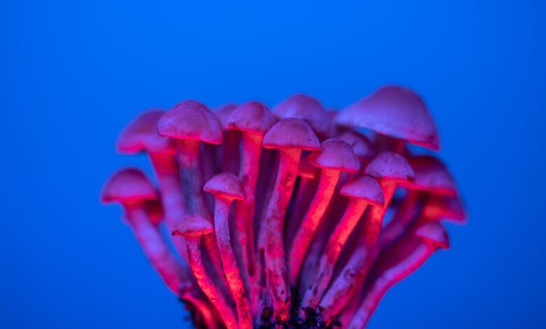 A vivid collection of mushrooms illuminated with neon lighting, showcasing their unique textures.