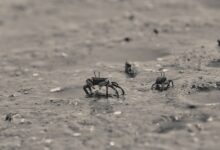 Close-up of small crabs navigating the wet sands of a seashore, capturing coastal wildlife in detail.