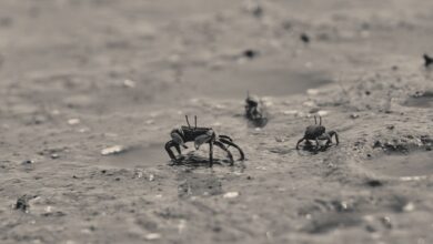 Close-up of small crabs navigating the wet sands of a seashore, capturing coastal wildlife in detail.