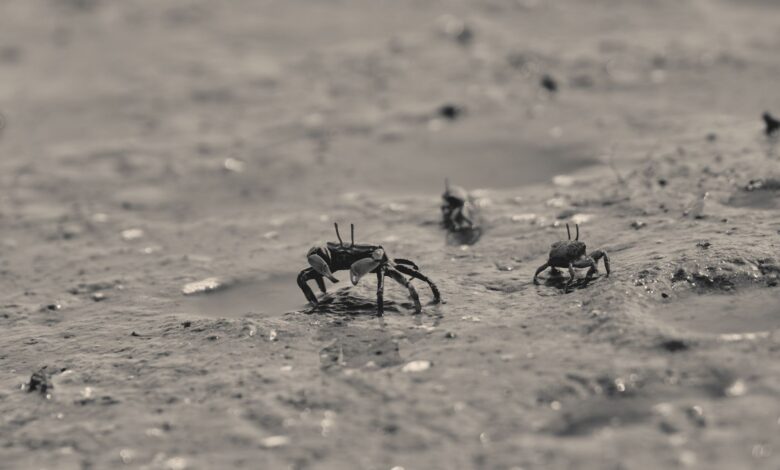 Close-up of small crabs navigating the wet sands of a seashore, capturing coastal wildlife in detail.