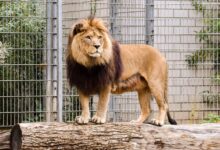 A powerful lion standing on a log within a zoo enclosure, showcasing nature's royalty.