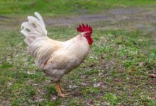 Elegant white rooster standing on grass, showcasing vibrant red comb against natural backdrop.