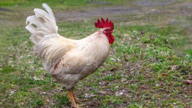 Elegant white rooster standing on grass, showcasing vibrant red comb against natural backdrop.
