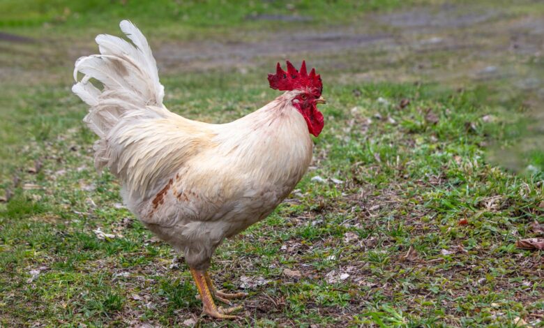 Elegant white rooster standing on grass, showcasing vibrant red comb against natural backdrop.