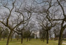 A tranquil scene in a park with bare winter branches under a cloudy sky, evoking a sense of calm.