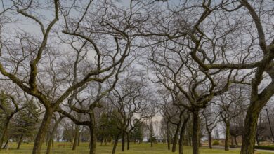 A tranquil scene in a park with bare winter branches under a cloudy sky, evoking a sense of calm.