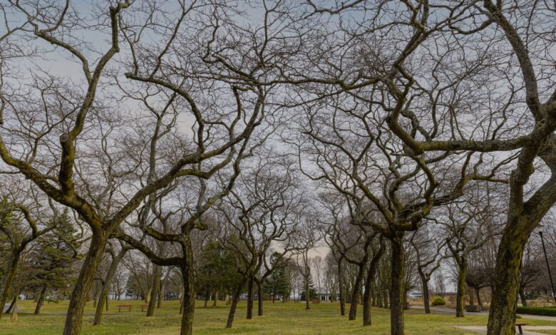 A tranquil scene in a park with bare winter branches under a cloudy sky, evoking a sense of calm.