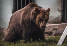 Close-up of a European brown bear in a zoo setting in Penza, Russia.
