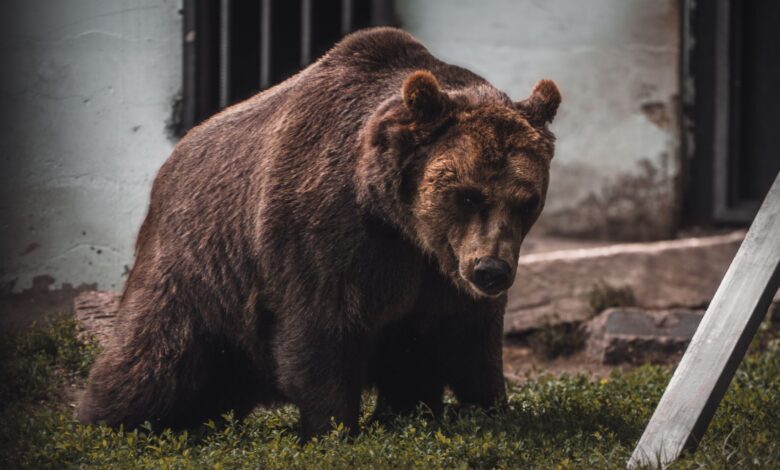 Close-up of a European brown bear in a zoo setting in Penza, Russia.