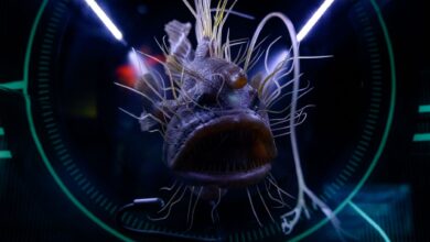 Dramatic close-up of a hairy anglerfish in an aquarium exhibition, emphasizing sea life.