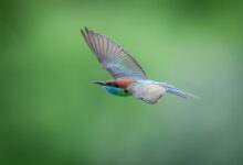 Colorful Dollarbird flying against a vibrant green backdrop, showcasing its vivid plumage.