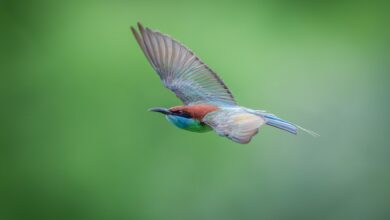 Colorful Dollarbird flying against a vibrant green backdrop, showcasing its vivid plumage.