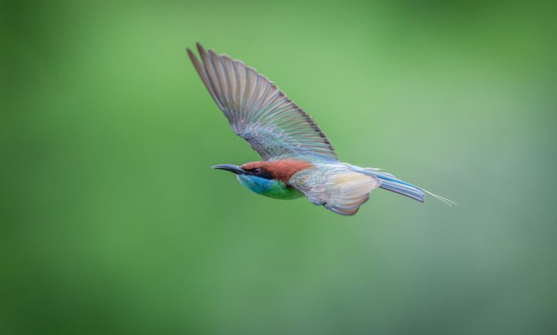 Colorful Dollarbird flying against a vibrant green backdrop, showcasing its vivid plumage.