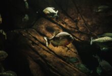 Dramatic underwater photo capturing a group of swimming piranhas in their aquatic habitat.