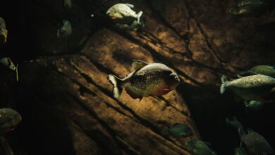 Dramatic underwater photo capturing a group of swimming piranhas in their aquatic habitat.