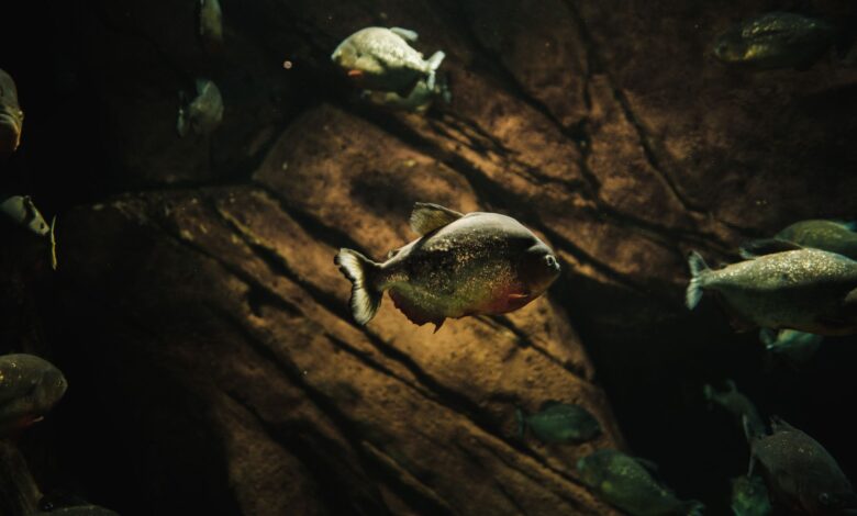 Dramatic underwater photo capturing a group of swimming piranhas in their aquatic habitat.