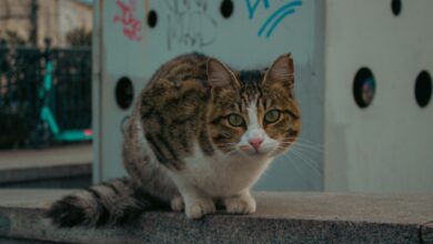 Close-up of a tabby cat on a concrete surface in urban İstanbul, Türkiye.
