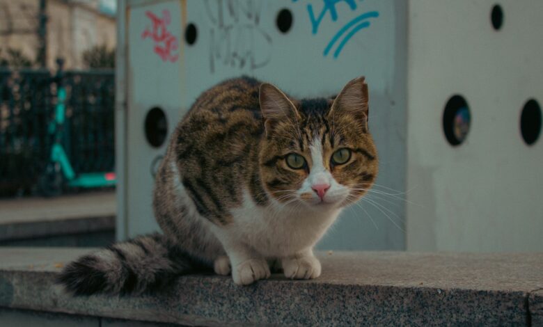 Close-up of a tabby cat on a concrete surface in urban İstanbul, Türkiye.