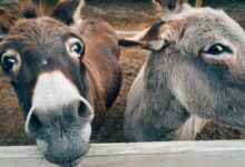 Close-up of two cute donkeys on a farm, showcasing curious expressions.